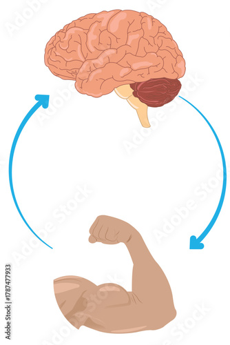 Nervous system control of muscle movement shown between brain and bice. eps 10