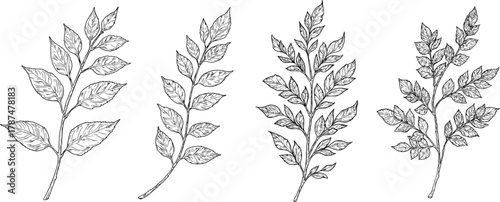 Elegant twigs with leaves, made by hand. Vector illustration, Botanical collection isolated on a white background. Suitable for postcards, logos, decorations, invitations, cosmetic design. 