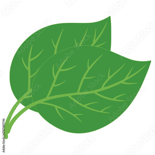 Beech tree green leaf nature plant flat color vector illustration template design