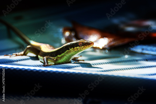 A Skink came out to look for food