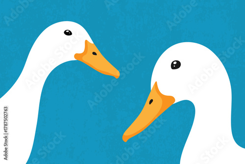 Two cute white peeking ducks looking at camera. Curious duck faces close up. Vector illustration