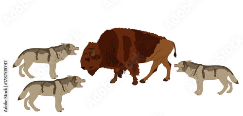Buffalo against wolf pack vector illustration isolated. Angry beast predator danger attack animal battle for life. Strong powerful bison fight VS alpha wolf pride wildlife survival conflict instinct.