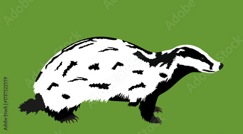 Badger vector illustration isolated on background. Strong brave animal.