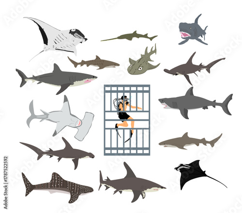 Diver in diving cage observing different types of sharks vector illustration isolated. Swimming biology research. Explorer shark under water. Underwater marine wildlife. Help ocean beach swimmers.