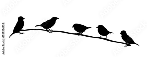 Flock of sparrows bird on branch vector silhouette illustration isolated on background. Little city birds shape portrait. 