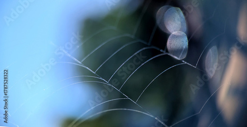 Fine spider web glowing in natural morning light with dreamy blue bokeh background
