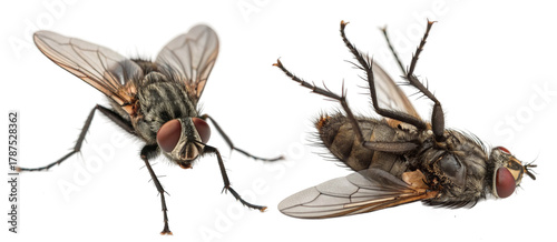 Two flies, one alive and one dead