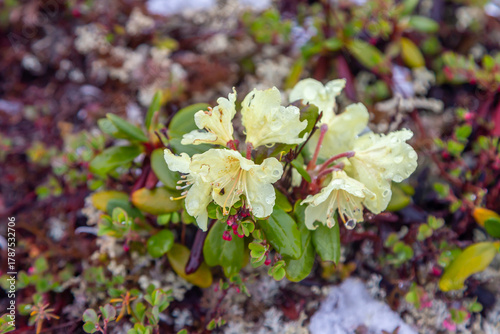 Russia, Magadan Region. Nature of Siberia and the Russian Far East. Blooming wild rhododendron flowers (Rhododendron aureum) with snow
