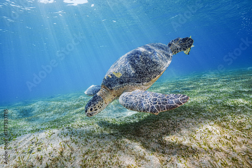 Loggerhead Turtle