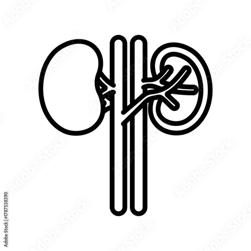 Human Kidney Anatomy: A precise, illustrative depiction of the intricate human kidney's anatomical structure, highlighting its essential components for medical and scientific contexts.