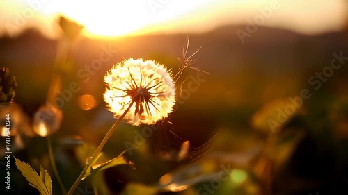 Whisper of Life , Dandelion seeds blowing in sunset light