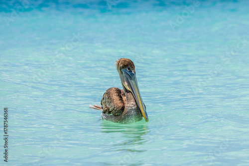 Fototapeta Naklejka Na Ścianę i Meble -  Close up view of brown pelican floating on turquoise Caribbean Sea on background of gentle waves. Aruba.