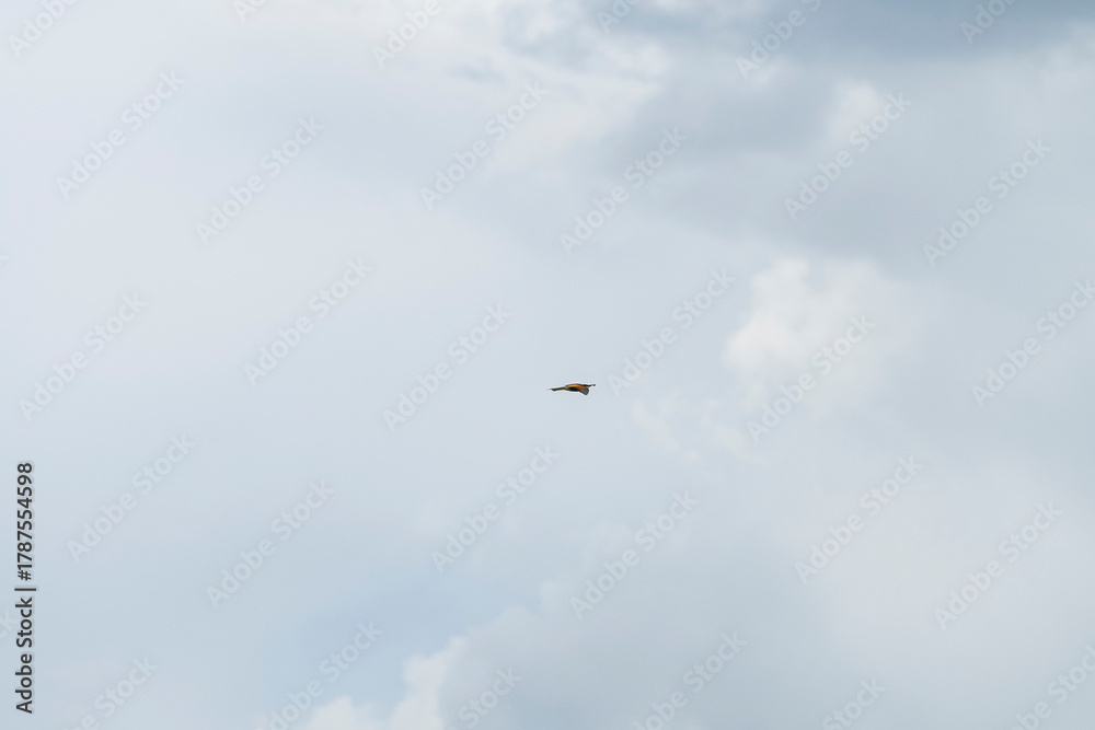 Fototapeta premium Bird flying freely across a cloudy sky