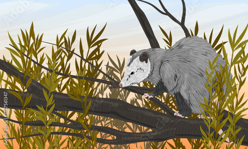 Virginia opossum sits on a tree branch. North American opossum. Realistic vector landscape.