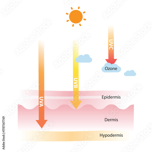 The different of UV rays types and absorption vector illustration. UVC are blocked by the ozone layer, UVB and UVA rays penetrate into the skin layer resulting in sunburn, aging, wrinkle, dark spots.