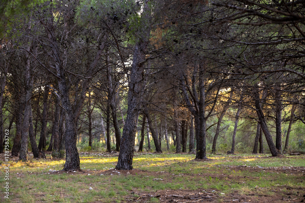 Fototapeta premium Dense pine forest in evening light, natural woodland texture and calm outdoor mood. Concept of sustainability, peace, and connection with nature