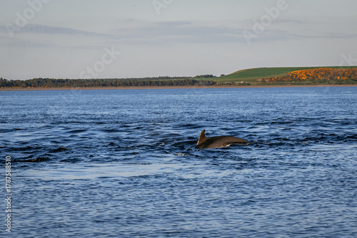 Bottlenose dolphin surfacing in Scottish waters