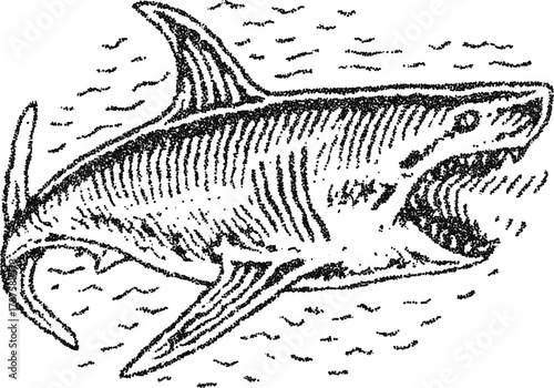 Stipple dotwork great white shark swimming with open jaw, vintage engraving vector illustration for ocean poster, tattoo, and apparel design