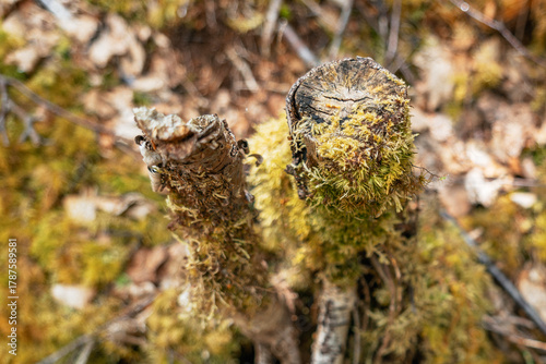 Vibrant green moss on forest floor mound