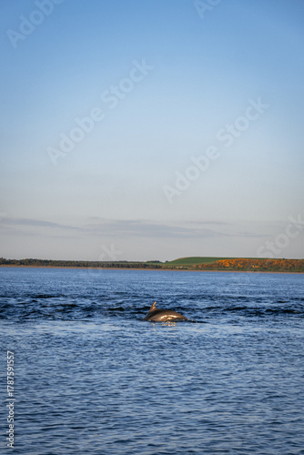 Bottlenose dolphin surfacing in Scottish waters