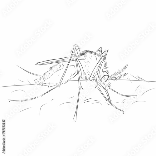 sketch of a mosquito sucking human blood on a white background