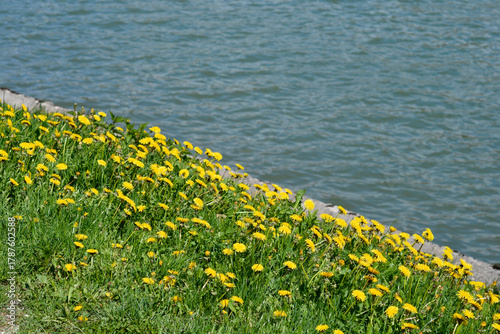 Fototapeta Naklejka Na Ścianę i Meble -  A vibrant patch of yellow dandelions and green grass covers the sloped bank of Lake Bajer in Gorski kotar, Croatia, contrasting with the blue water