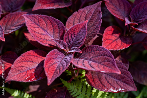 Vibrant Bloodleaf (Iresine Herbstii) Foliage: Close-Up of Velvety Red and Purple Leaves with Contrasting Green Veins in Bright Sunlight, Botanical Detail.