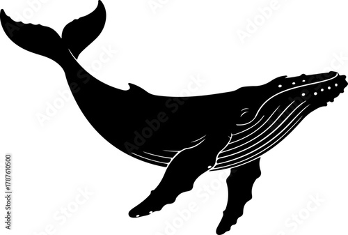 Humpback whale silhouette vector illustration