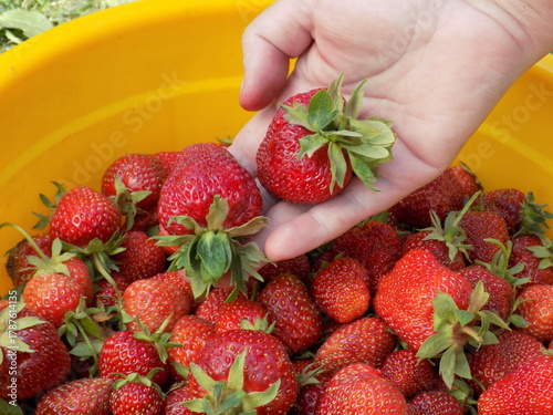 Large, fresh strawberries in the palm of your hand.