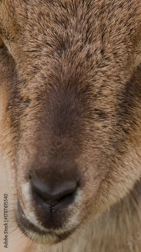 Wallpaper Mural Mountain Goat Chewing Close-Up in Scottish Highlands Torontodigital.ca