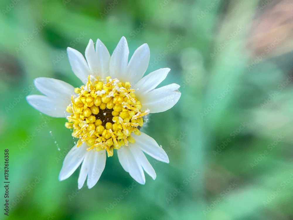 Obraz premium daisy flower closeup