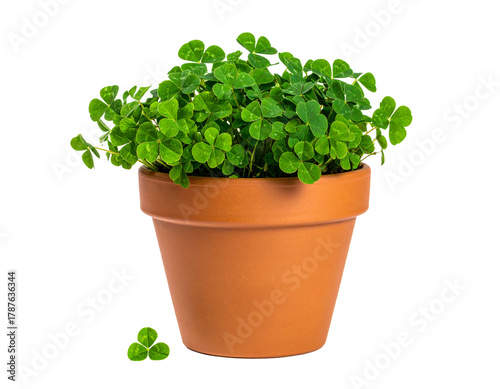 potted four leaf clovers isolated on transparent background