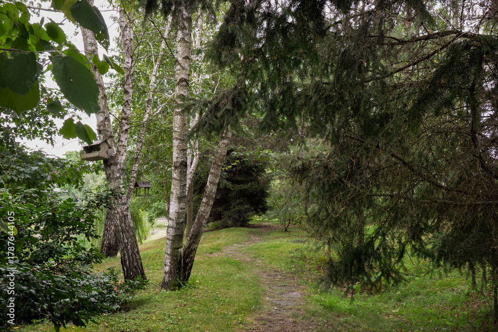 Naklejka premium Peaceful forest path surrounded by green trees and grass in a quiet park. Birch trunks with birdhouses and fir branches create a natural, relaxing atmosphere. Perfect image for themes of nature, eco