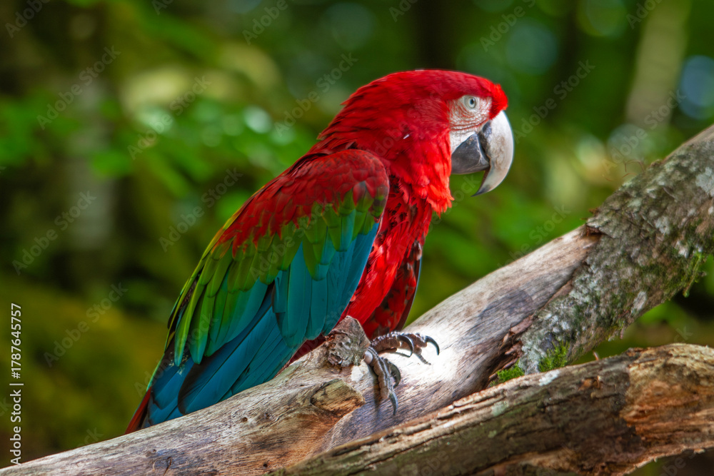 Fototapeta premium Ara à ailes vertes en gros plan de profil 