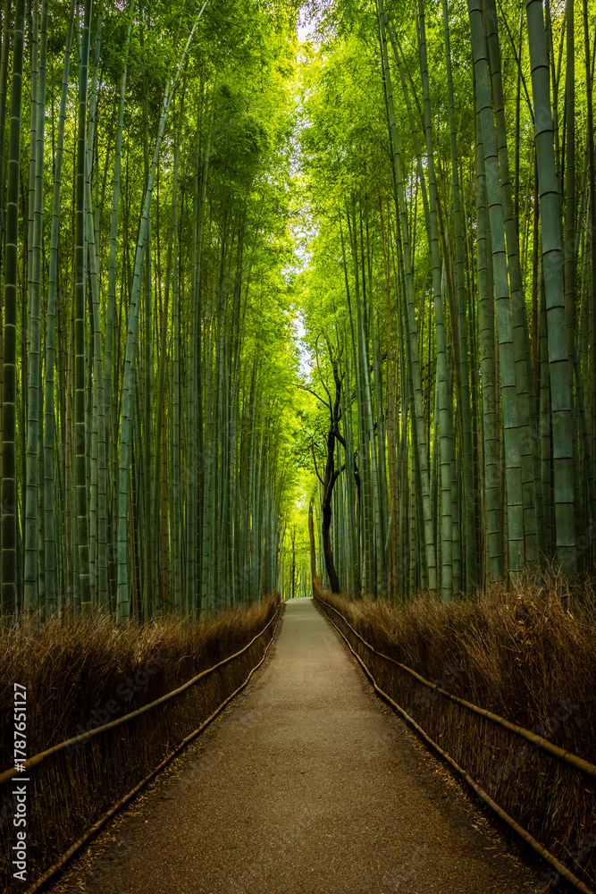 Fototapeta premium Empty Arashiyama bamboo forest in Kyoto, Japan