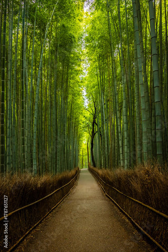 Empty Arashiyama bamboo forest in Kyoto, Japan