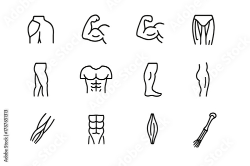 Muscle Anatomy Icons. Anatomy of muscles. Line icon set of anatomy of muscles: deltoid, biceps, triceps, quadriceps, hamstring, pectoral, calf muscle, gluteus,