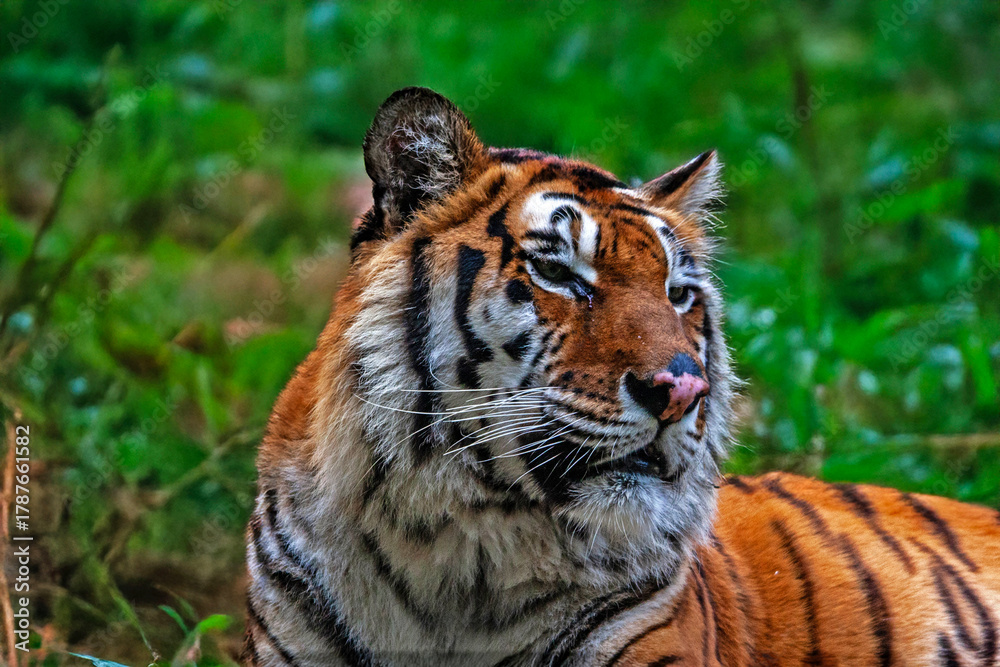 Obraz premium Tête de tigre du Bengale en gros plan 