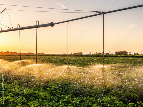 Irrigating potato field at sunset with sprinklers