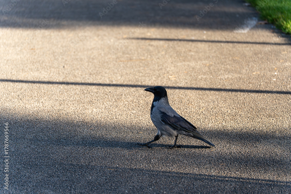 Naklejka premium A hooded crow Corvus cornix strides across sunlit pavement. Its grey body and black head stand out against the soft shadows.