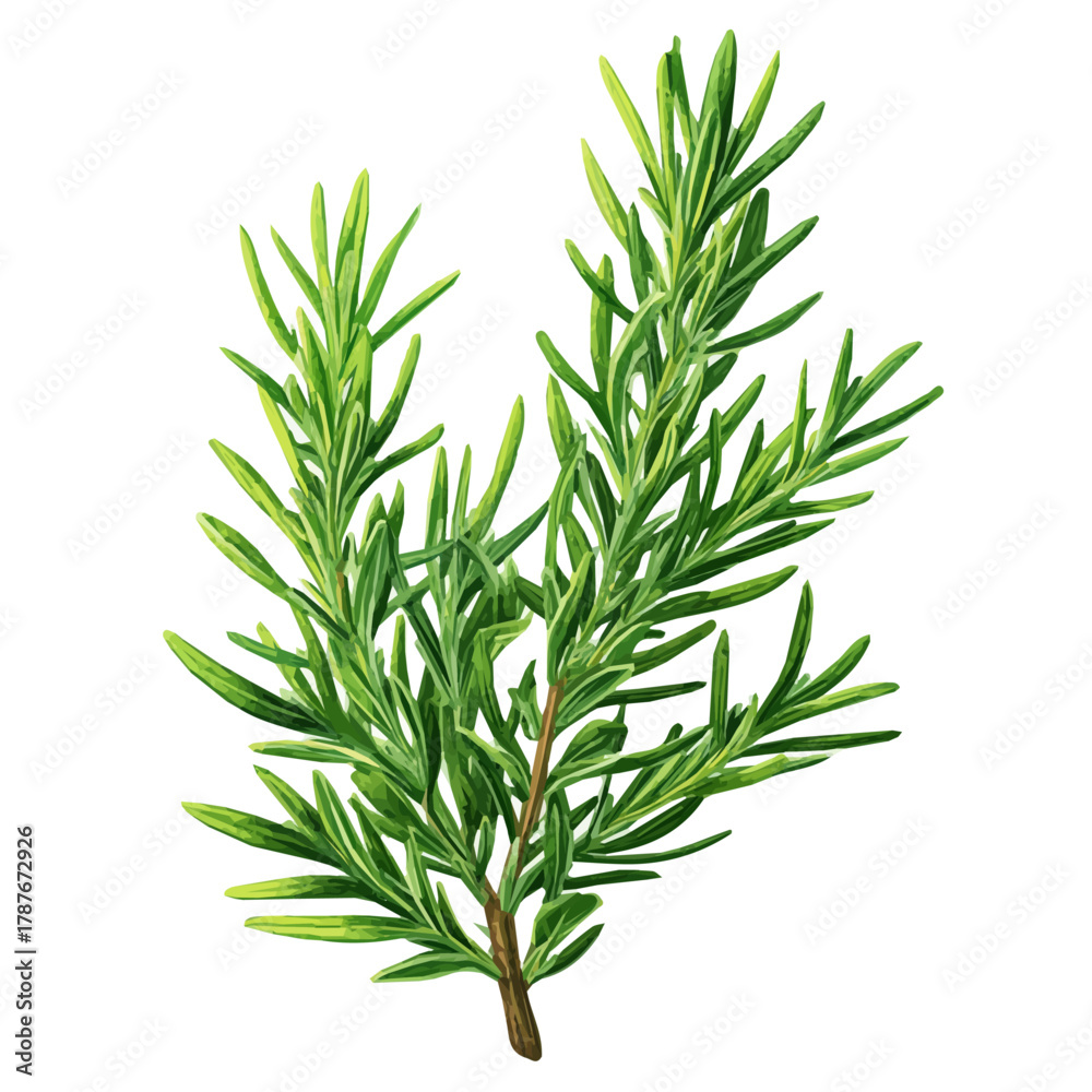 Fototapeta premium A vibrant rosemary herb branch, My Simple flat 2D icon isolated on a white background, flat design, EPS format, vector, flat design, animation design, flat 2D icon, minimalist design. 