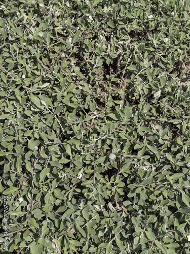 leucophylum green leaves background 