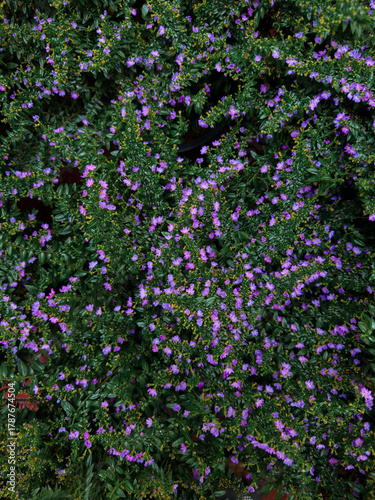 cuphea hyssopifolia flowers