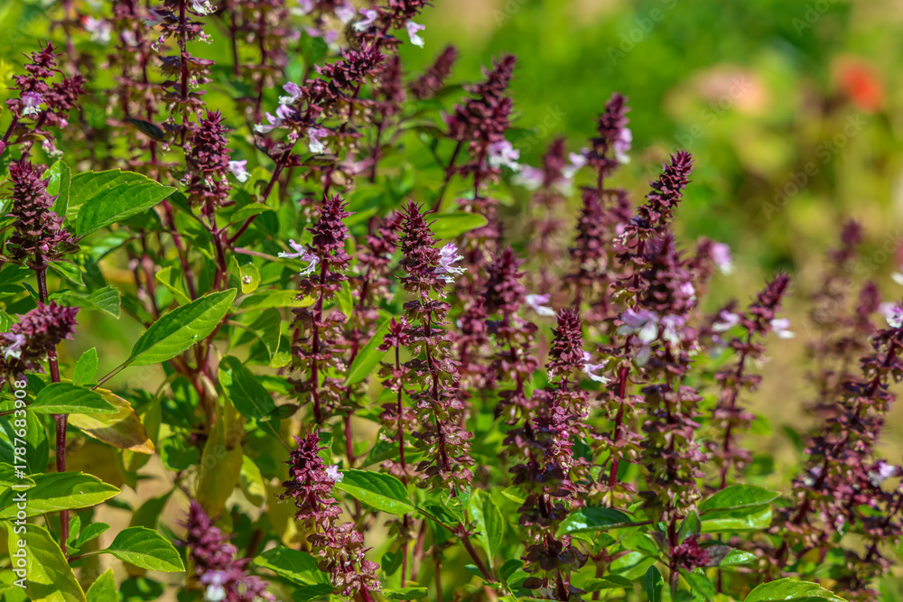 Obraz premium Thai basil is recognizable by its purple stems and flower spikes, as well as its anise and licorice-like aroma.