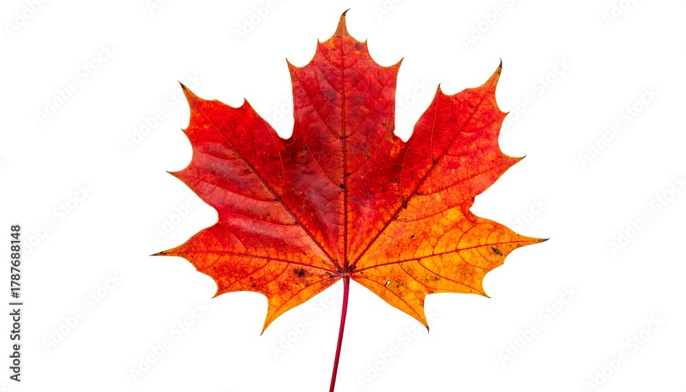 Obraz premium Vibrant Red Maple Leaf Isolated on White Background.