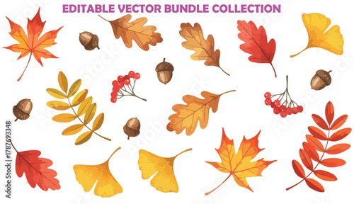 Autumn leaves vector extensive collection. Various foliage shapes and colors, including maple, oak, rowan leaves, with acorns and seeds