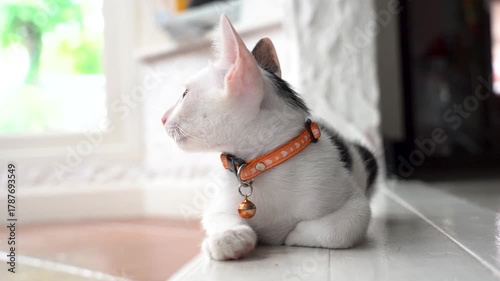 Pet cats and lovely cats
