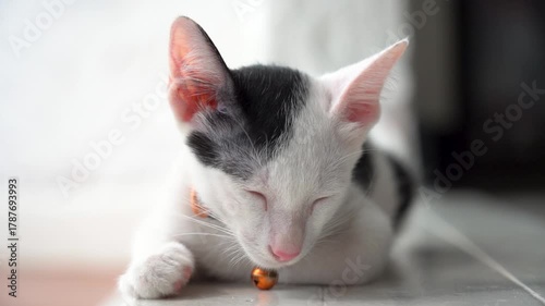 Pet cats and lovely cats