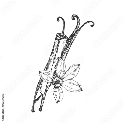 Vanilla and cinnamon hand-drawn vector illustration. Black and white flowers, pods, sticks isolated on a white background. Design elements for packaging of desserts, spices, and essential oils.