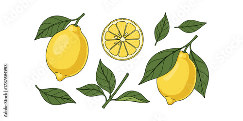 vector illustration of lemon for banners, advertisements, social media, flyers, etc